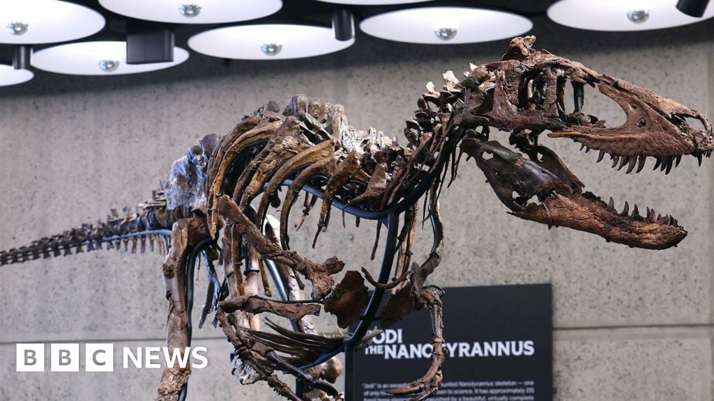 'Jodi' a rare mounted skeleton of Nanotyrannus, on display with a sign saying "Jodi the Nanotyrannus" in the background