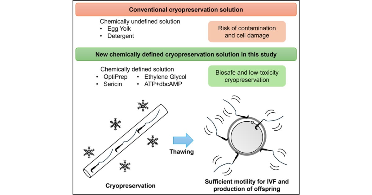 Kyoto University and RIKEN Develop Egg Yolk-Free Rat Sperm Freezing Solution