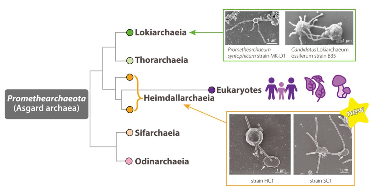Researchers Cultivate Heimdallarchaeia Strains to Study Eukaryote Origins
