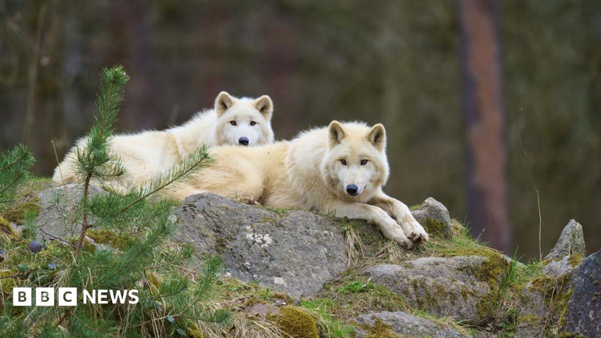 Two Arctic wolves lying on a rock in a wooded area, with foliage seen around them