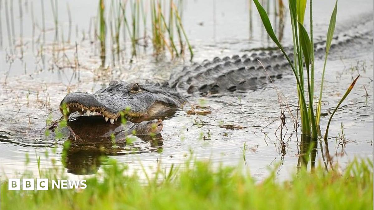 An alligator in the water biting into a turtle, with grass in the foreground