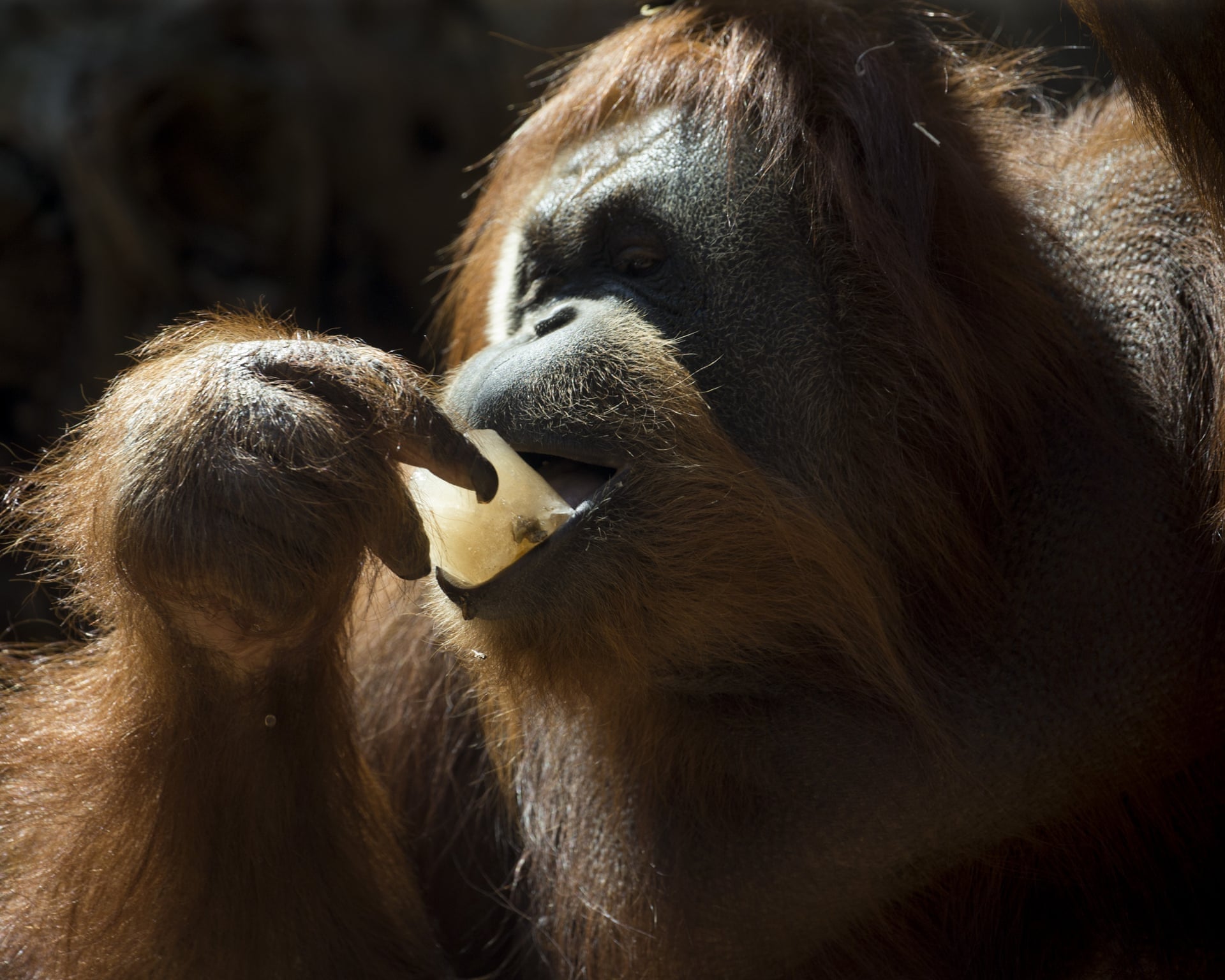 Orangutans Prefer Food Linked to Sounds of Laughter, Study Finds