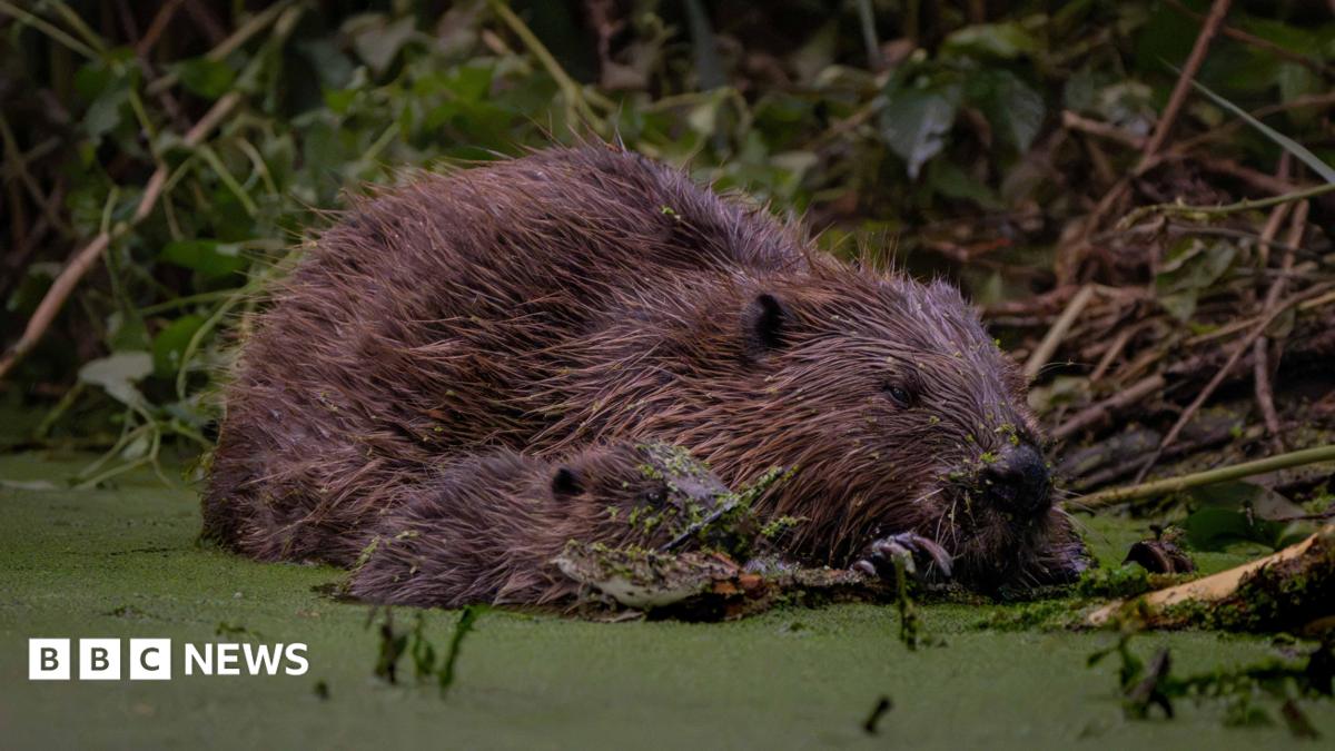 An adult beaver lies at the water's edge with a small kit nestled against it, both with wet fur flecked with green duckweed