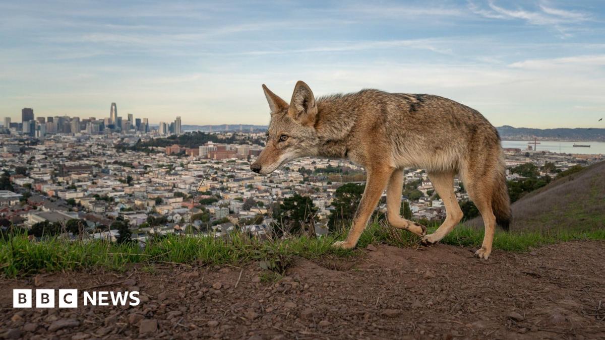 A coyote walks along a narrow dirt trail through grass and low vegetation in Bernal Heights Park, with San Francisco and the
