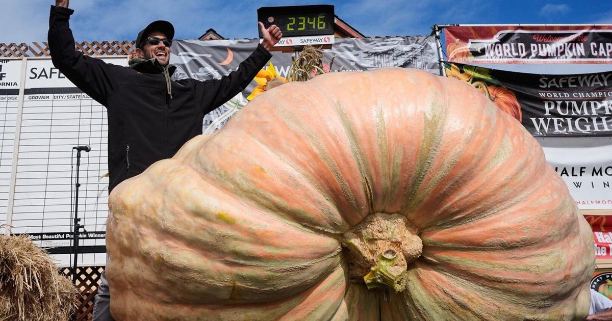 Giant pumpkins battle for heavyweight glory and the world record in California