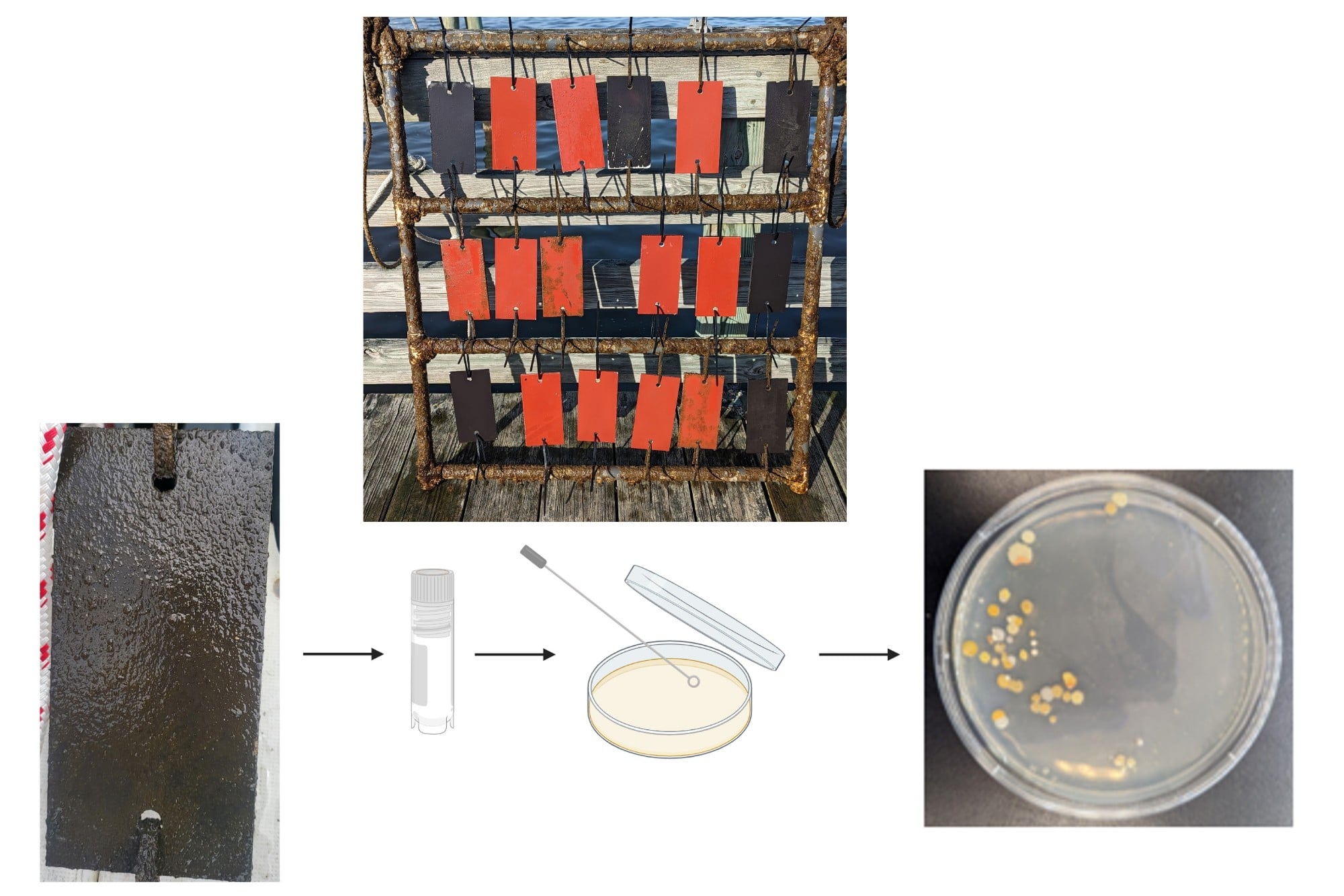 Researchers: Marine Bacteria Evolve Resistance to Copper Ship Hull Coatings