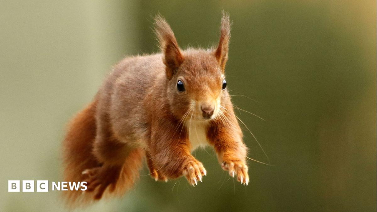 A red squirrel pictured leaping through the air. The background is out of focus