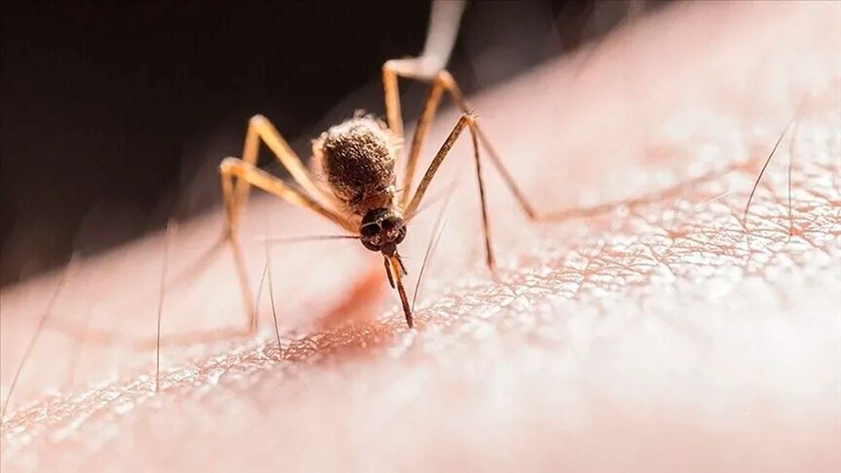West Nile virus in Greece: 452 cases and 49 deaths already
