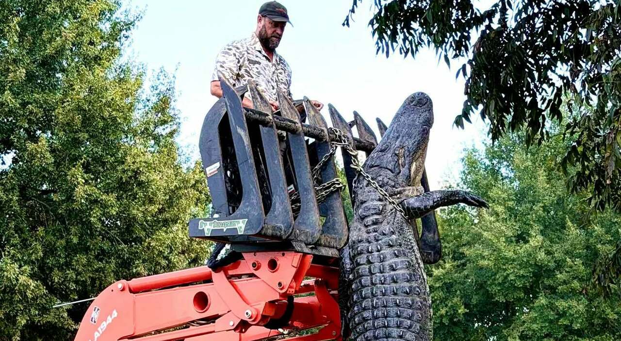 4.42-Meter Alligator Captured in Louisiana Ranks Among Top Five Longest
