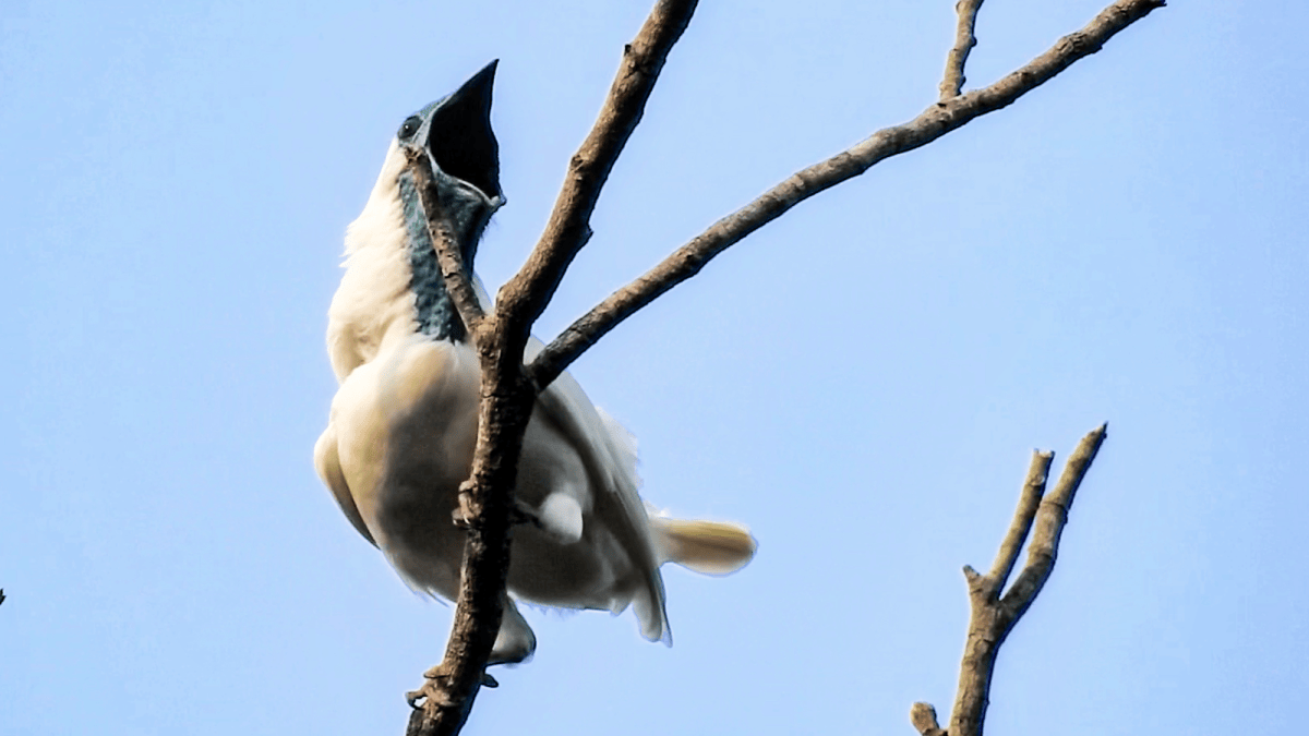 Researchers Identify Birds With Calls Louder Than Jackhammers