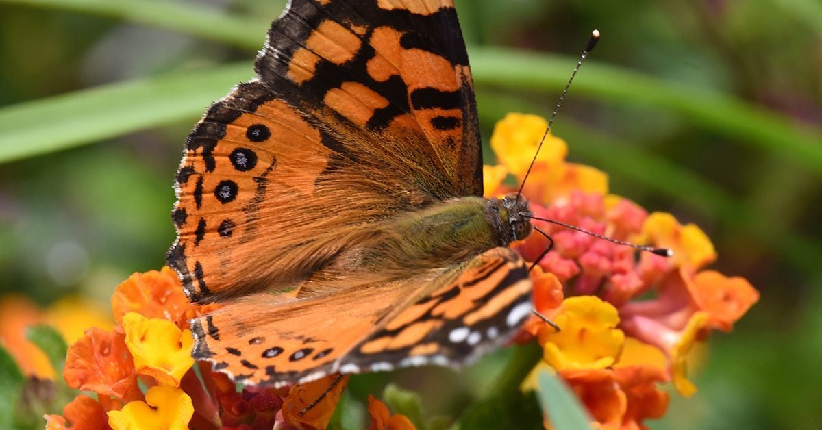 Butterfly Scientists Discover Key to Enhanced Color Vision