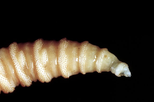 Flesh-Eating Screwworms Spread to Arizona, Third US State Affected