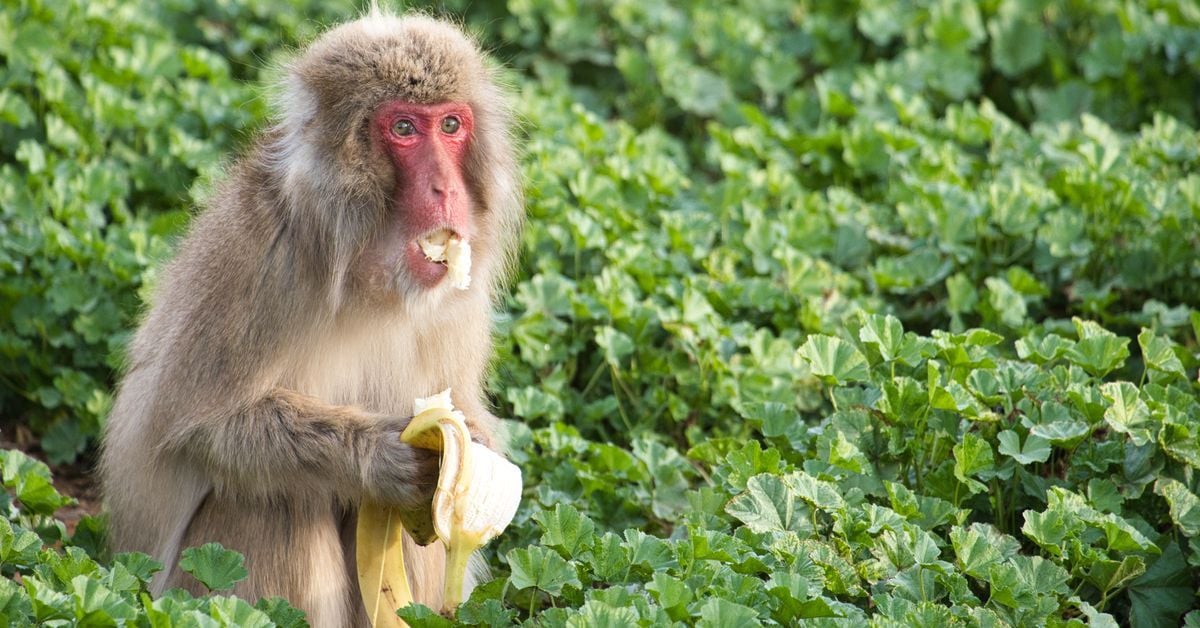 Japanese Macaques Avoid Contaminated Food After Viral Outbreak