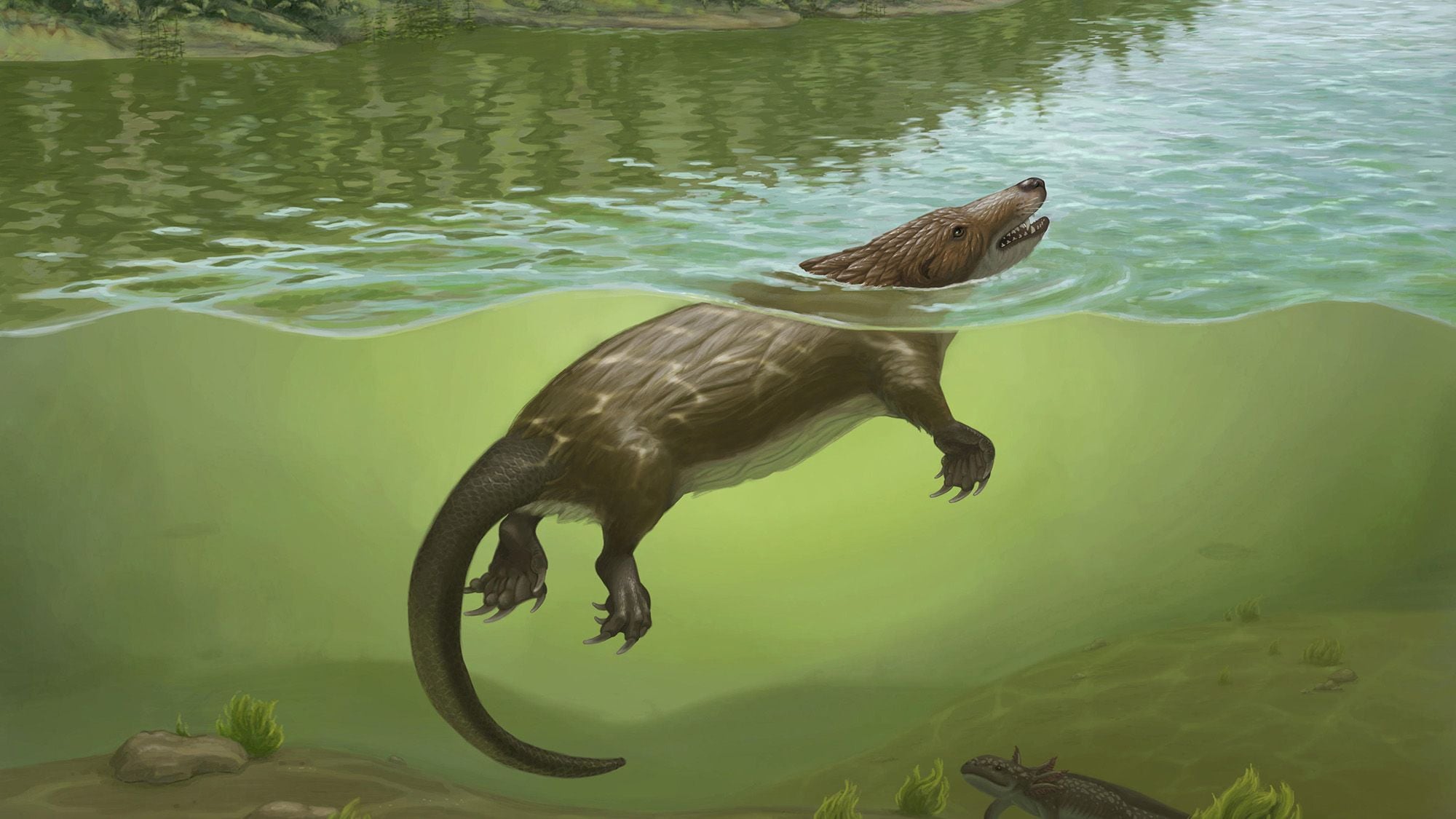 An illustration of a brown four-legged mammal floating in a river