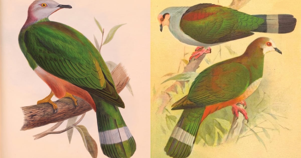 New Pigeon Species Identified After Century of Confusion on Tawi-Tawi