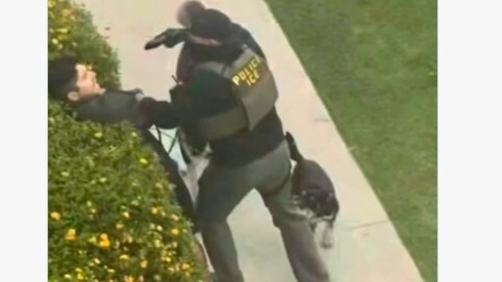 Video of a Friday morning ICE arrest in North Hollywood appears to show an agent pushing a dog walker into bushes and