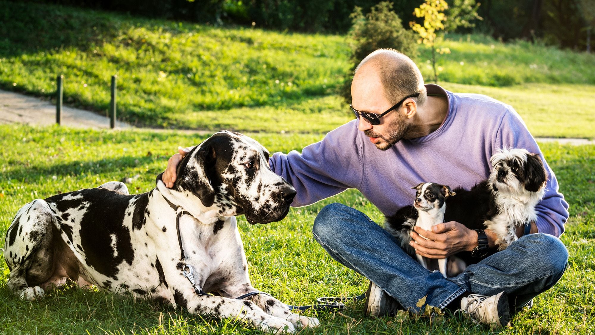 A man sits with two small dogs in his lap and a great dane next to him
