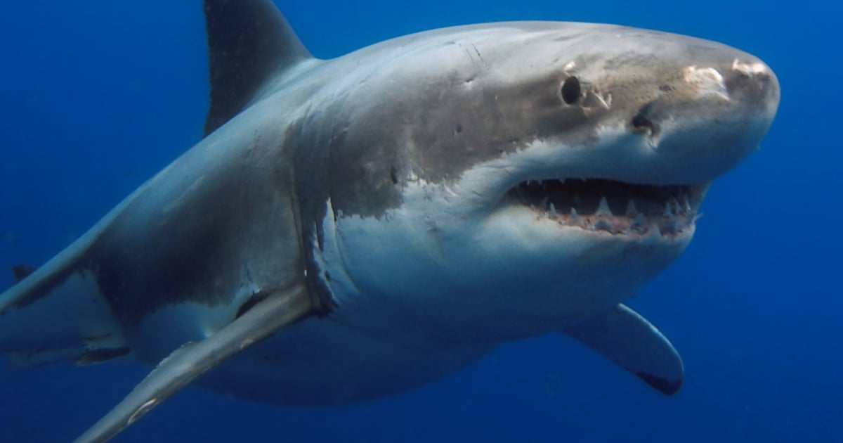 Surfing instructor Clayton Bischoff is advising surfers to exercise caution after two fatal shark attacks in Plettenberg Bay