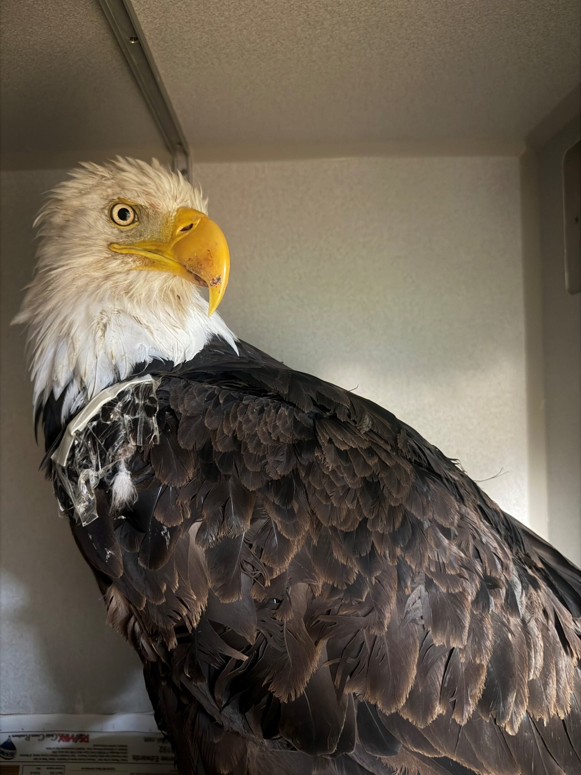 Big Bear Eagle Jackie Died From Avian Influenza and Sepsis