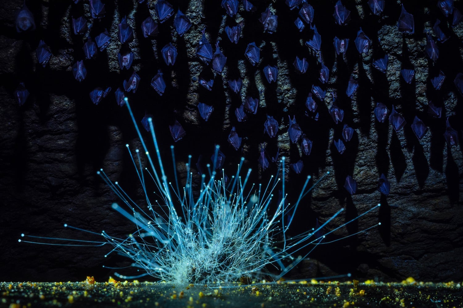 Imre Potyó Wins European Wildlife Photographer of the Year 2026