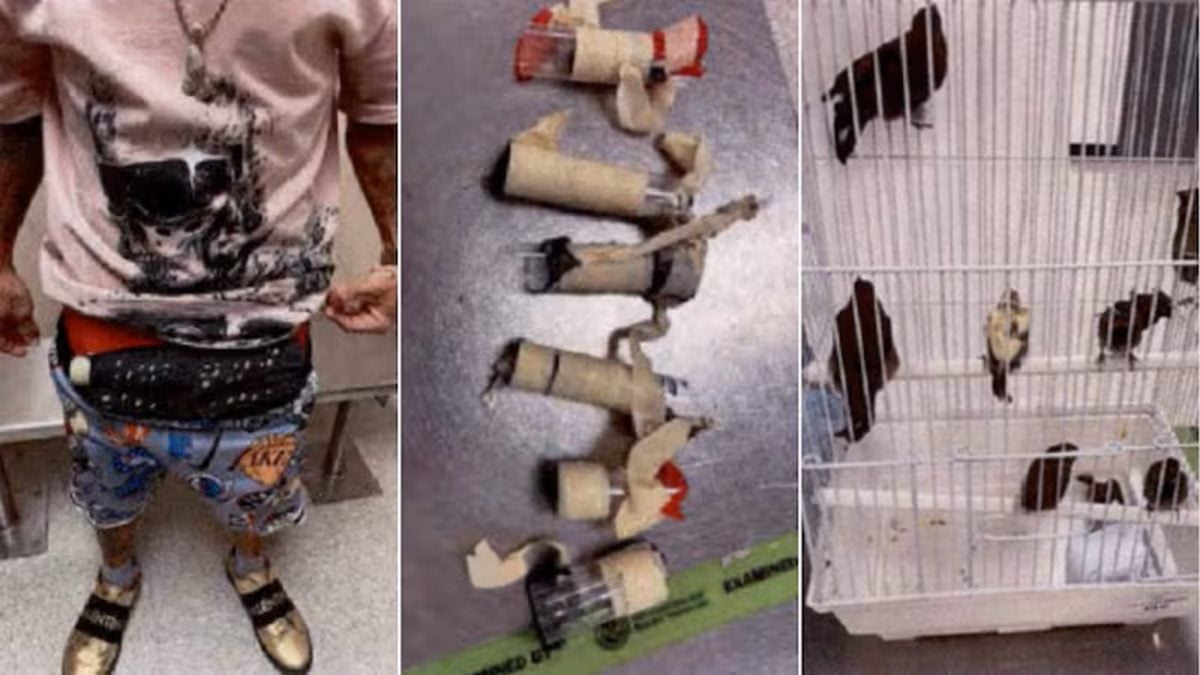 Man Arrested After Hiding 10 Live Birds in Underwear at Miami Airport