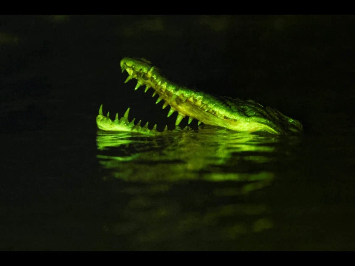 UCL Study: Crocodiles Survived Asteroid by Tracking Warm Climates