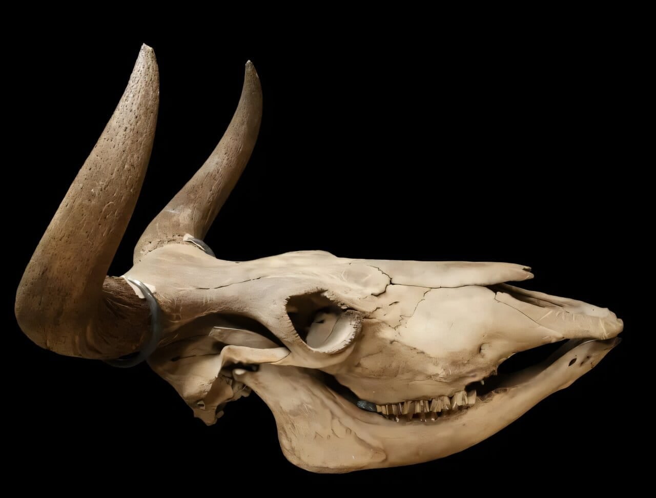 Lund University Study Reveals Why Scandinavian Aurochs Vanished Early