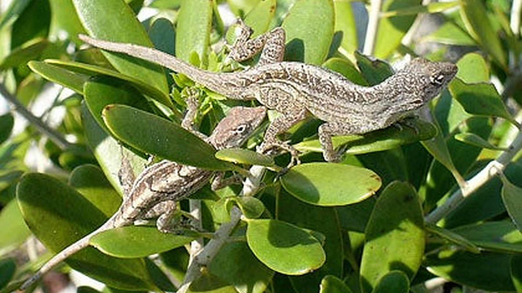 Brown Anoles on Bahamian Islands Develop Shorter Hindlimbs