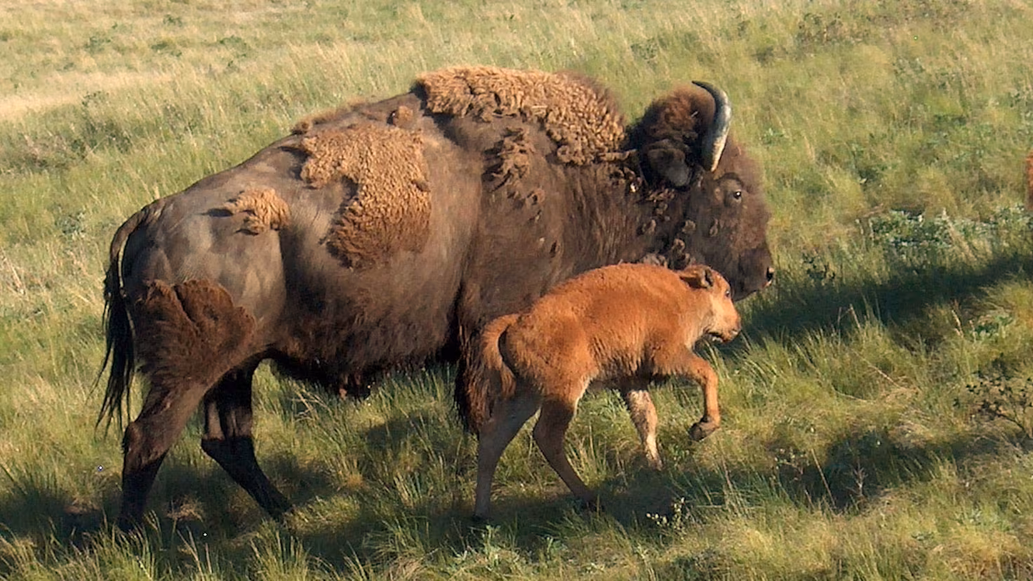Oklahoma Bison Herd Reaches 2,000 at Tallgrass Prairie Preserve