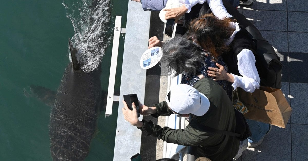 Busan Shark Draws 1.5 Million Visitors to Waterfront Park
