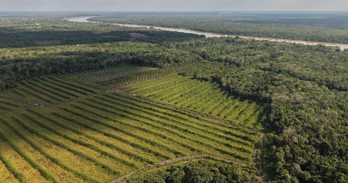 Indonesia Halts Forest Conversion For Rice Fields After Hitting Target