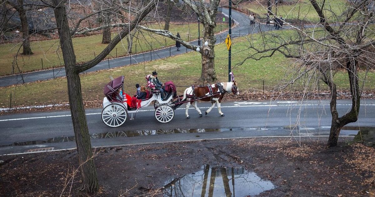 NYC Council Bans Horse Carriage Trade by 2028