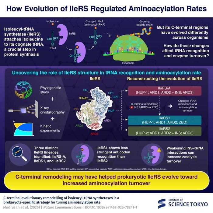 How evolutionary changes in a key enzyme may have tuned the protein synthesis rate
