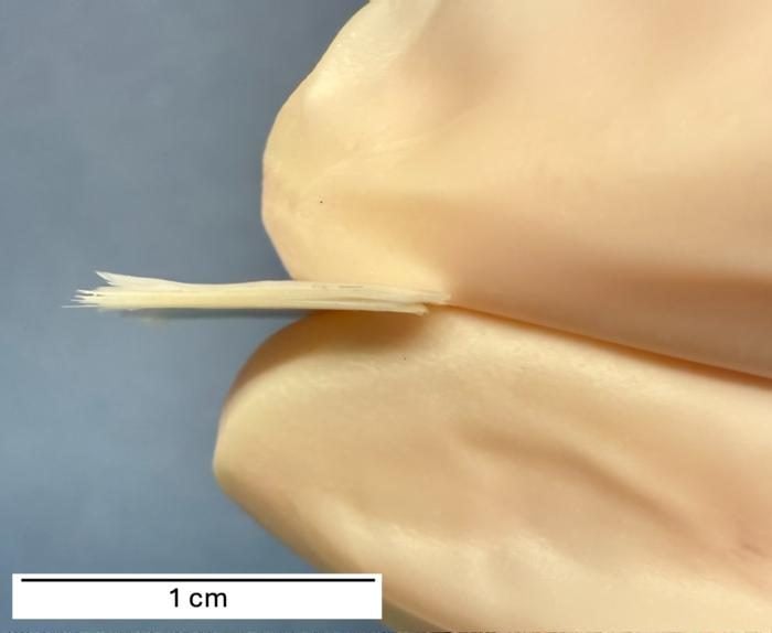Penn Engineers turn everyday Mylar into a promising insulator for the moon