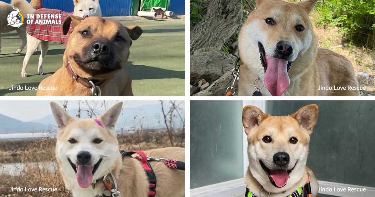 South Korea Dog Meat Farms Close Ahead of 2027 Ban