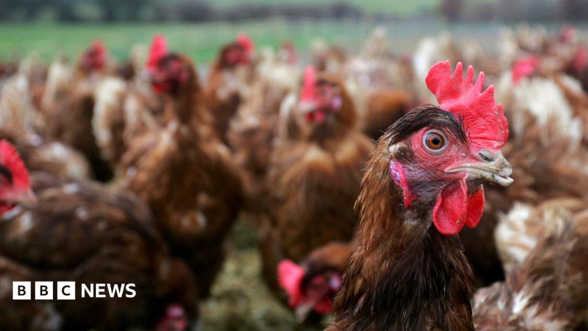 A close-up shot of free range hens together in a field in Lewes, one stares at the camera