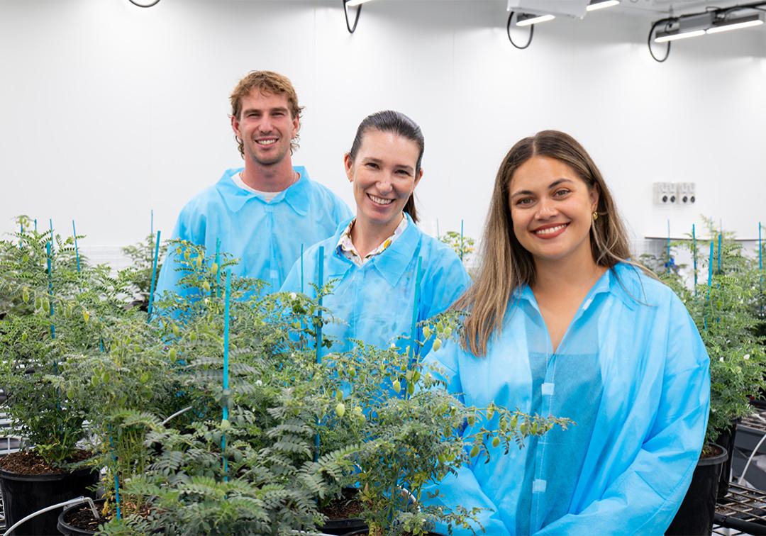 University of Queensland Maps Omics Approach for Heat-Adapted Chickpeas