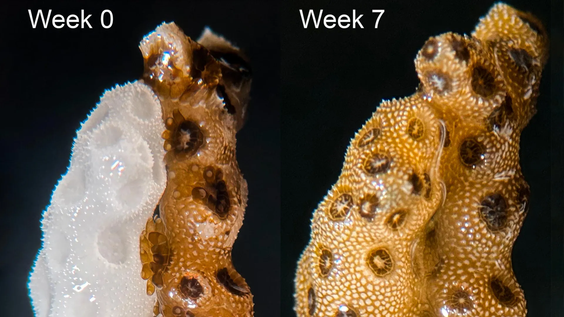 Stanford Researchers Find Bleached Coral Recovers Through Tissue Fusion