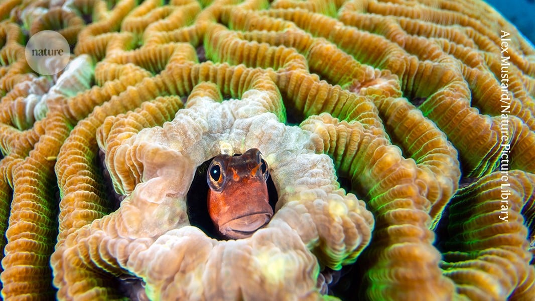 Florida Researchers Deploy Underwater Umbrellas to Protect Coral Reefs