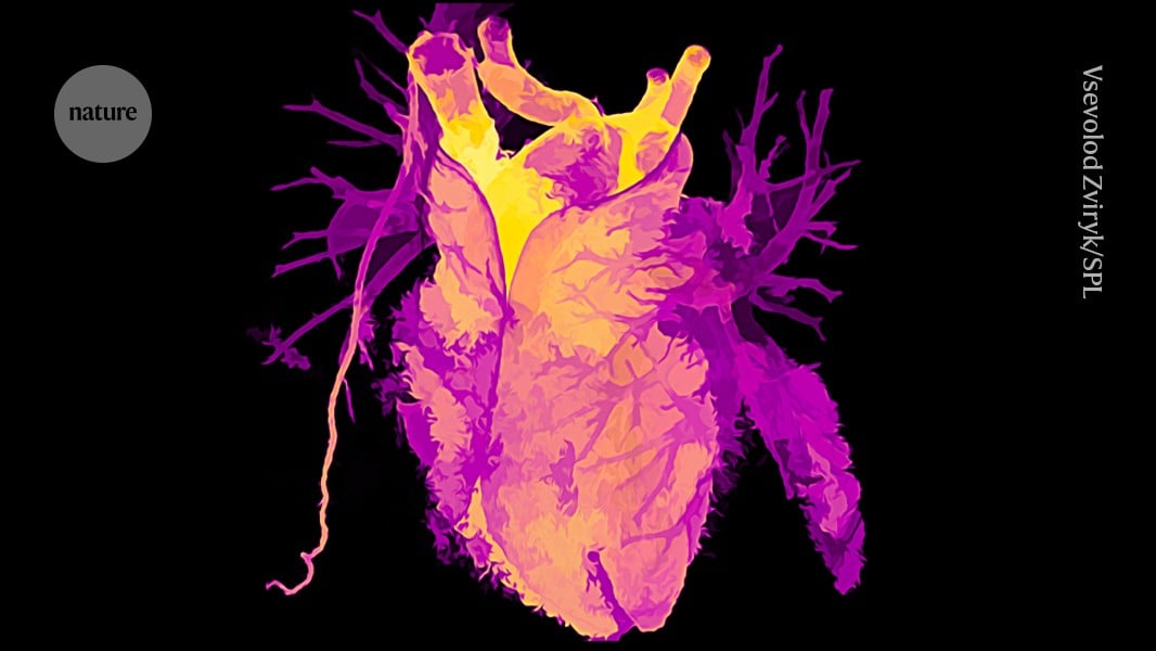 Harvard Study Finds Transplanted Hearts Adopt Biological Age of Recipients