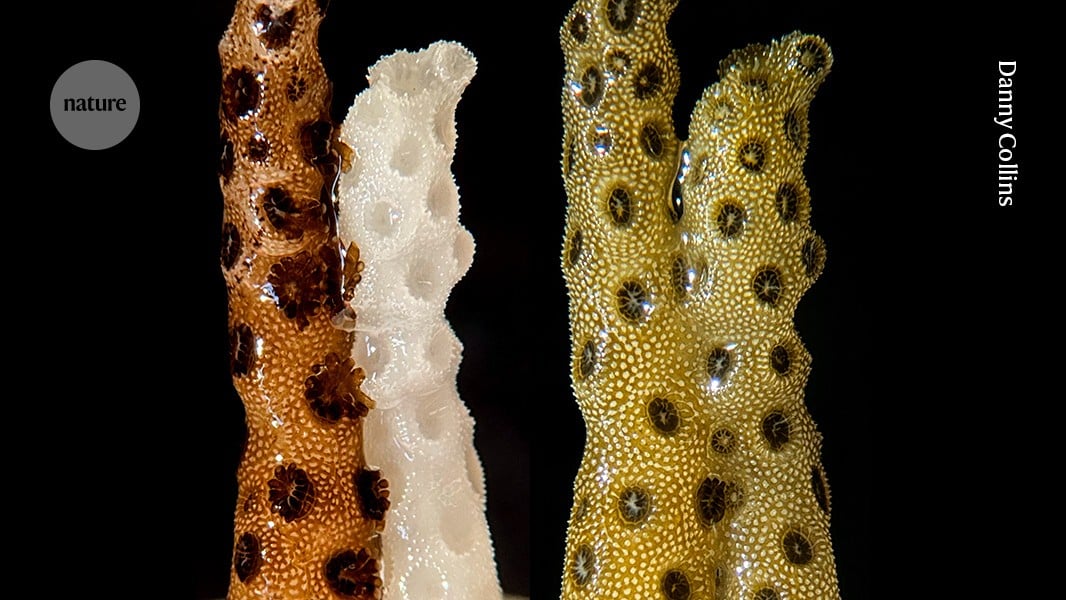Stanford Scientists Find Healthy Clone Coral Can Reverse Bleaching via Contact