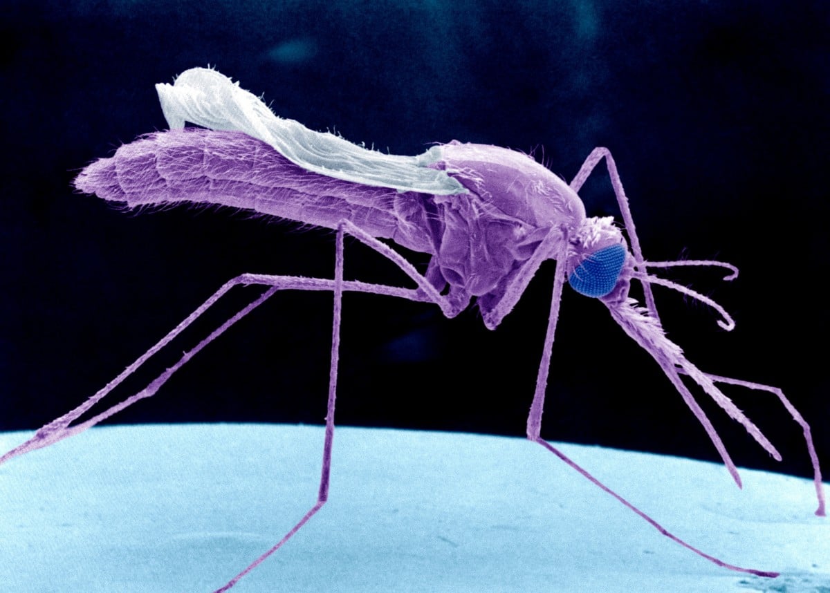 Study: Climate Change Shifts Malaria Distribution Across Africa