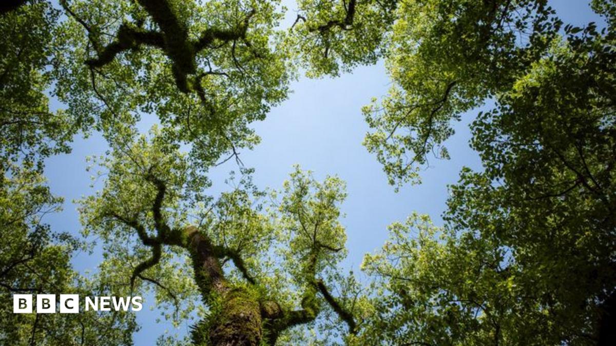 The canopy of some trees