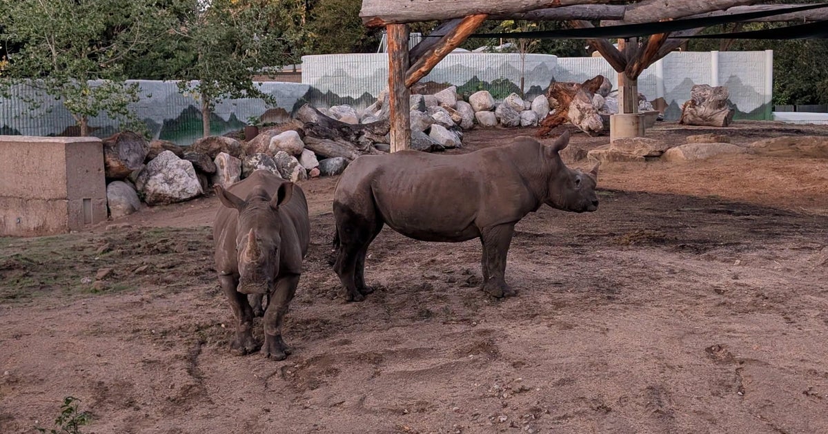 Denver Zoo to Open Southern White Rhino Habitat to Visitors October 16