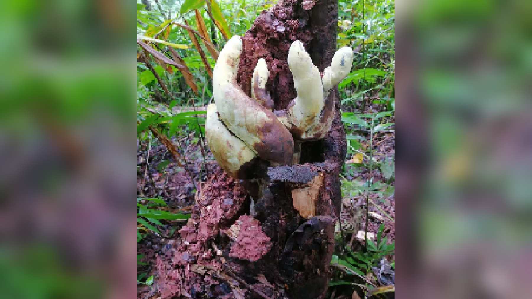 Pale, finger-like stromata of the giant fungus D-rex (Dianjunus rex) attached to the roots of a dead host tree in a Yunnan