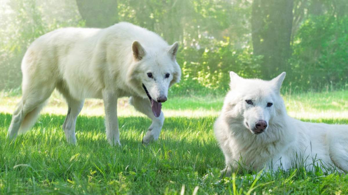 Colossal Biosciences' Engineered Dire Wolves Reach Full Maturity