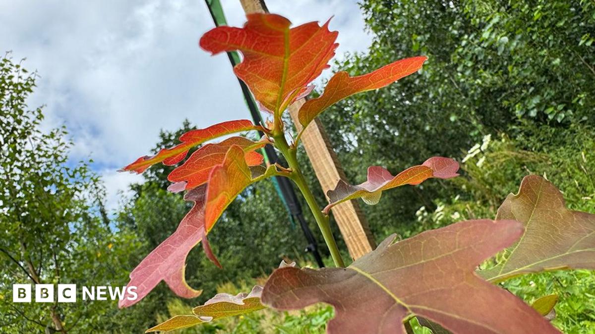 Lancashire Volunteers Plant 109,000 Trees to Boost Biodiversity