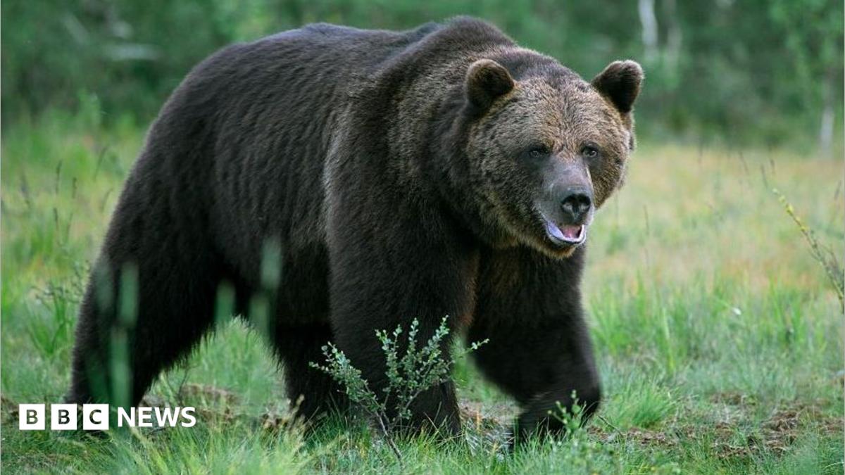 A big brown bear stalking through some grassland