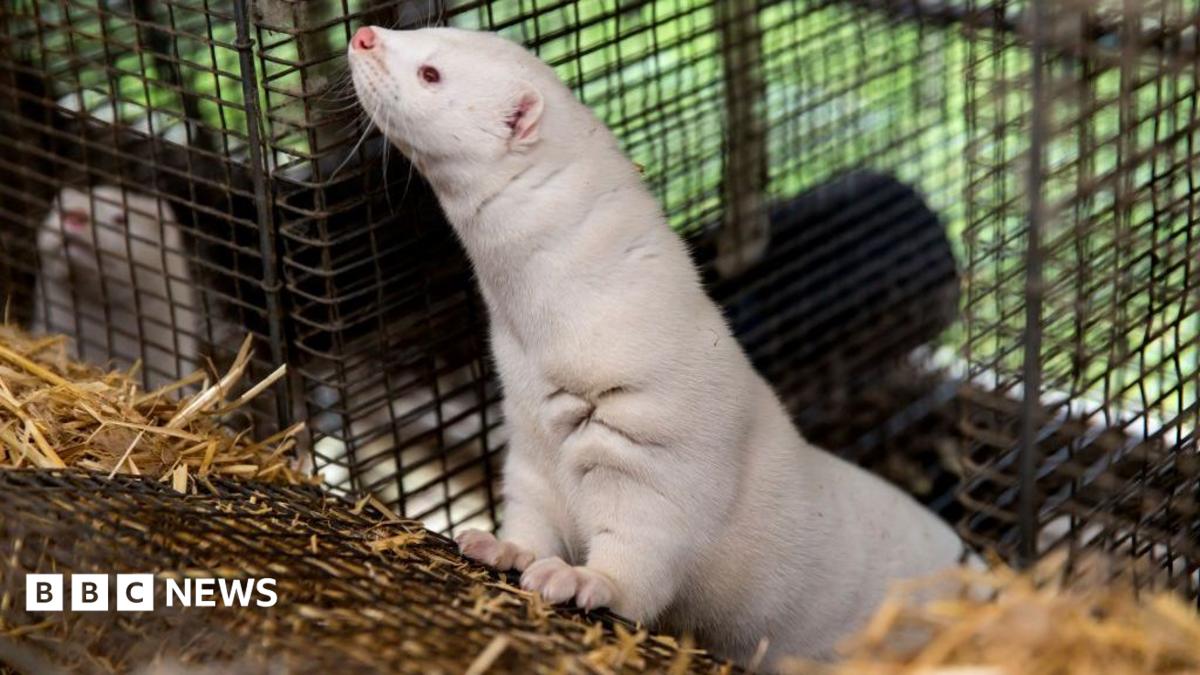 A white mink in a cage, it is raising its head to look at something