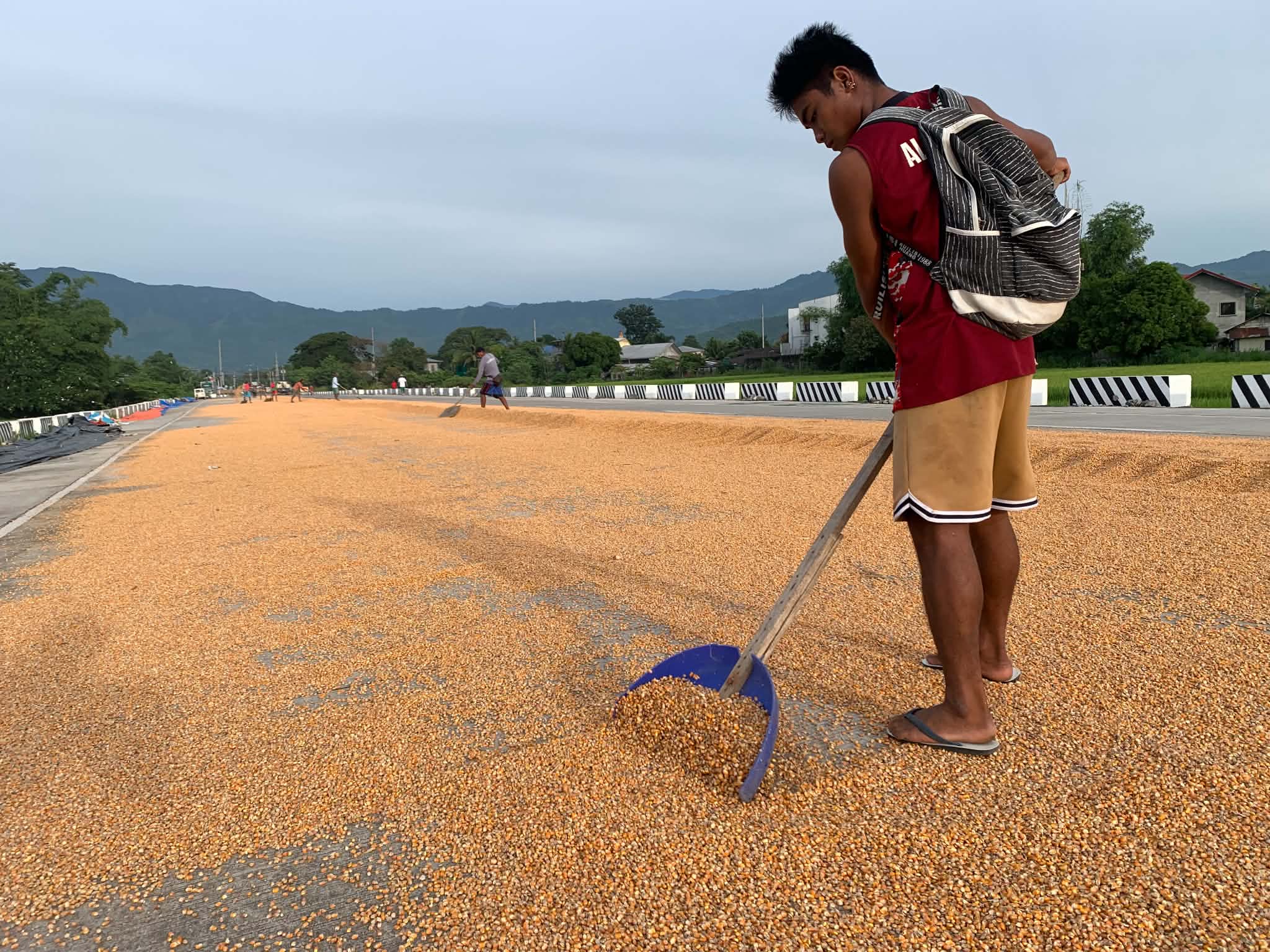 President Marcos Jr. Raises Corn Import Quota to 500,000 Metric Tons
